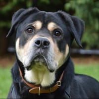 WYSON CHAO, chien à adopter