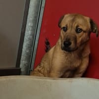 Seultout, chien à adopter