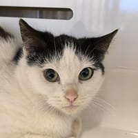 CAROLO, chat à adopter