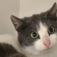 CARLITO, chat à adopter