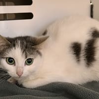 CARLITA, chatte à adopter