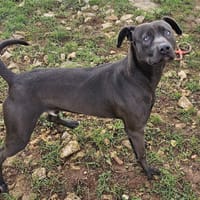 LOTO, chien à adopter