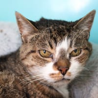 CALIE, chatte à adopter