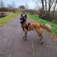 ATHENA, chienne à adopter