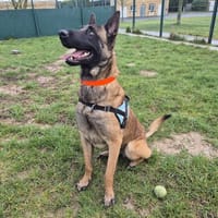 WOLF, chien à adopter