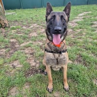 WOLF, chien à adopter