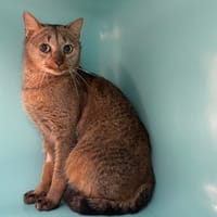 CLOWN, chat à adopter