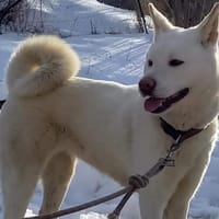 SAKURA, chienne à adopter