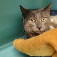 Daily, chatte à adopter