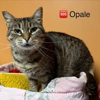 Opale, chatte à adopter