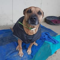 MALIE, chienne à adopter