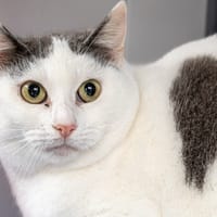 Camila, chatte à adopter