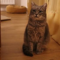 SAHARA, chatte à adopter