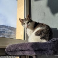 AQUILA     CTTE, chatte à adopter