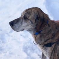 HUTCH CN, chien à adopter