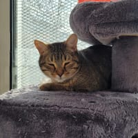 JOY      ctte, chatte à adopter