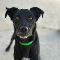 LOQUILLO, chien à adopter