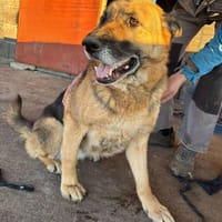 ALMA, chienne à adopter