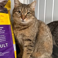 LISBETH, chatte à adopter