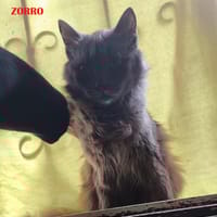 Zorro, chat à adopter