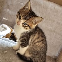 cupidon, chat à adopter