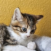 danseur, chat à adopter