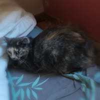 esmeralda, chatte à adopter