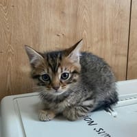 cometa, chatte à adopter