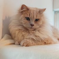 Mykonos Sauvagnon 26, chat à adopter