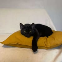 NENETTE, chatte à adopter