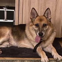 Staś, pies do adopcji