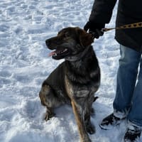 Azunia, suczka do adopcji