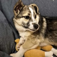 Runa, suczka do adopcji