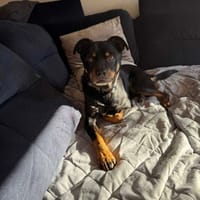 Mundek, pies do adopcji