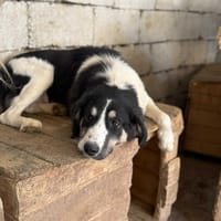 Paloma, chienne à adopter