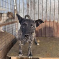 Réglisse, chien à adopter