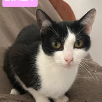 BIALA et CHOUKA (une mère et sa fille, adoptables ensemble ou séparément), chatte à adopter