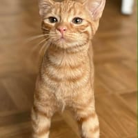 ORANGETTE ET CLÉMENTINE (PEUVENT ETRE ADOPTÉES SEULES SI DÉJÀ UN CHAT CHEZ VOUS OU ENSEMBLE), chatte à adopter