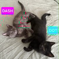 DASH et DOT (À ADOPTER ENSEMBLE), chat à adopter