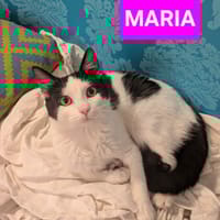 MARIA, chatte à adopter