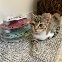Prunille, chatte à adopter
