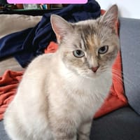 DESTINY, chatte à adopter