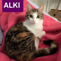 ALKI, chatte à adopter