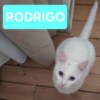 RODRIGO, chat à adopter