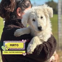 MIRTO, cane da adottare