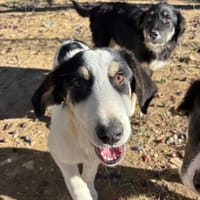 woo, chien à adopter