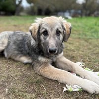 padu, chien à adopter