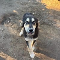 Alex, chien à adopter