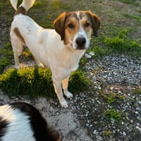 Karmen, chienne à adopter