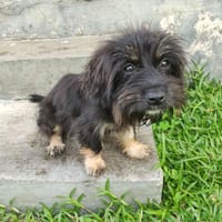 Tino, chien à adopter